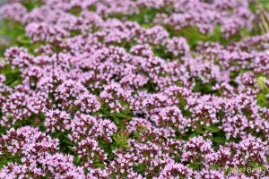 Origanum vulgare 'Compactum´ v plném květu!